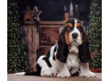 purebred-basset-hound-puppies-for-sale-in-southern-california-small-0