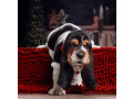 purebred-basset-hound-puppies-for-sale-in-southern-california-small-3