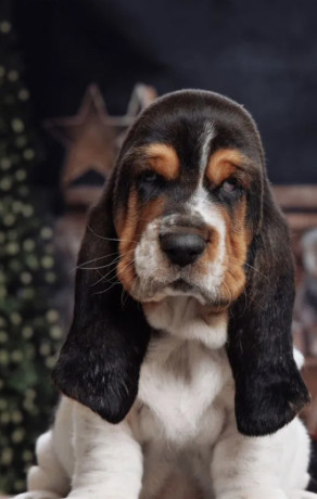 purebred-basset-hound-puppies-for-sale-in-southern-california-big-1