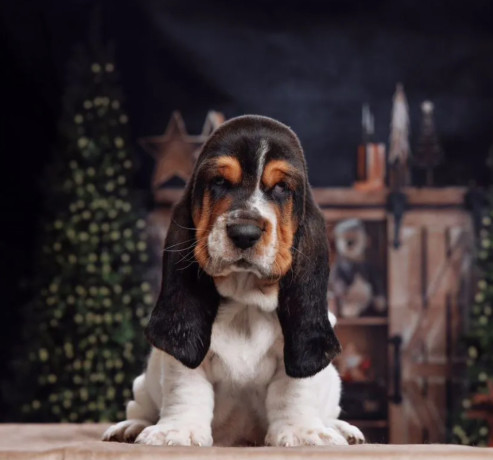 purebred-basset-hound-puppies-for-sale-in-southern-california-big-4