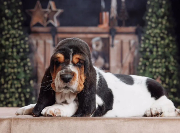 purebred-basset-hound-puppies-for-sale-in-southern-california-big-2