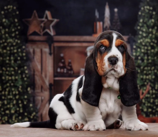 purebred-basset-hound-puppies-for-sale-in-southern-california-big-0