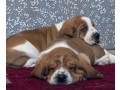 basset-hound-siblings-looking-for-a-home-in-illinois-small-0