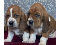 basset-hound-siblings-looking-for-a-home-in-illinois-small-1