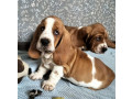 basset-hound-siblings-looking-for-a-home-in-illinois-small-2