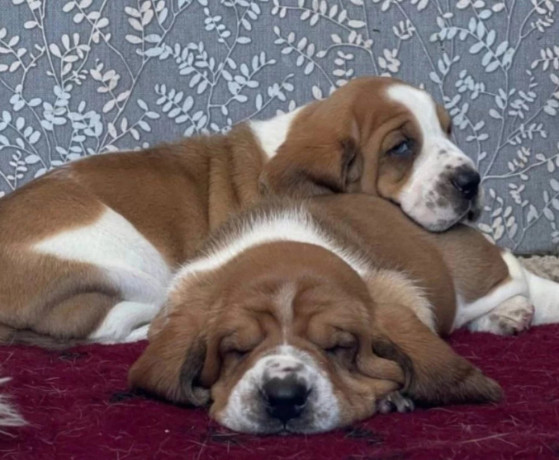 basset-hound-siblings-looking-for-a-home-in-illinois-big-0