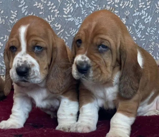 basset-hound-siblings-looking-for-a-home-in-illinois-big-1