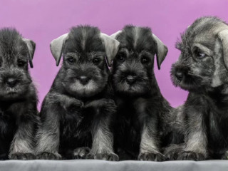 Miniature Schnauzer Puppies for Sale in Texas (TX)