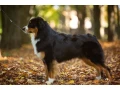 male-australian-shepherd-dog-for-sale-small-1