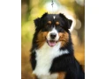 male-australian-shepherd-dog-for-sale-small-3