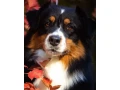 male-australian-shepherd-dog-for-sale-small-2