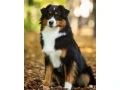 male-australian-shepherd-dog-for-sale-small-0