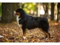 male-australian-shepherd-dog-for-sale-small-4