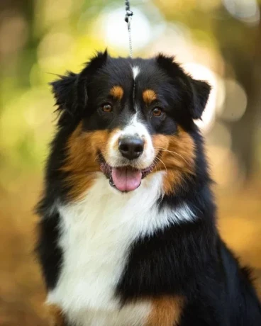 male-australian-shepherd-dog-for-sale-big-3