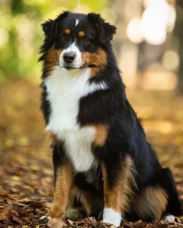 male-australian-shepherd-dog-for-sale-big-0