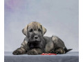 miniature-schnauzer-female-puppy-for-sale-in-new-york-ny-small-1