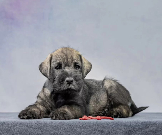 miniature-schnauzer-female-puppy-for-sale-in-new-york-ny-big-1