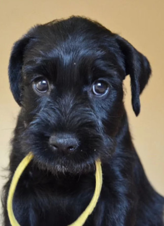 miniature-schnauzer-female-puppy-for-sale-in-new-york-ny-big-2