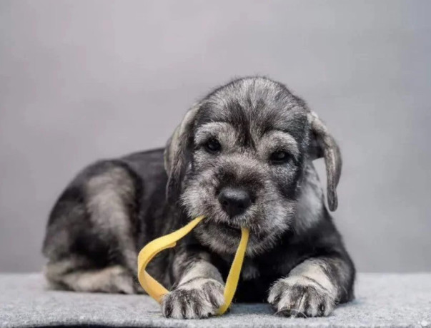 miniature-schnauzer-female-puppy-for-sale-in-new-york-ny-big-0