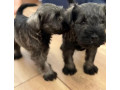 miniature-schnauzer-male-and-female-puppies-for-sale-in-california-ca-small-0