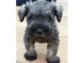 miniature-schnauzer-male-and-female-puppies-for-sale-in-california-ca-small-2