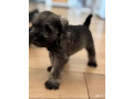 miniature-schnauzer-male-and-female-puppies-for-sale-in-california-ca-small-1