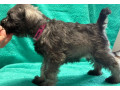 miniature-schnauzer-male-and-female-puppies-for-sale-in-california-ca-small-3