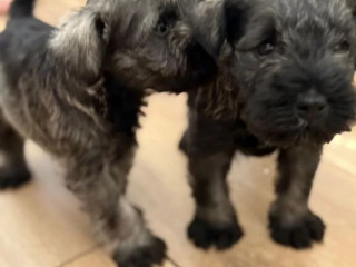 Miniature Schnauzer Male and Female Puppies for Sale in California (CA)