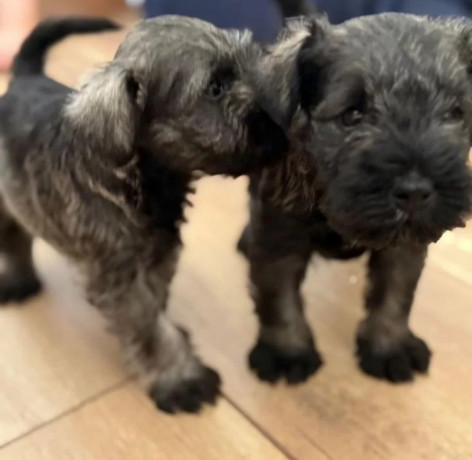 miniature-schnauzer-male-and-female-puppies-for-sale-in-california-ca-big-0