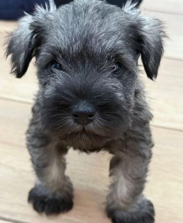 miniature-schnauzer-male-and-female-puppies-for-sale-in-california-ca-big-2