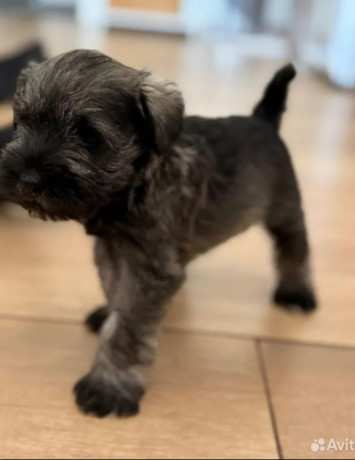 miniature-schnauzer-male-and-female-puppies-for-sale-in-california-ca-big-1