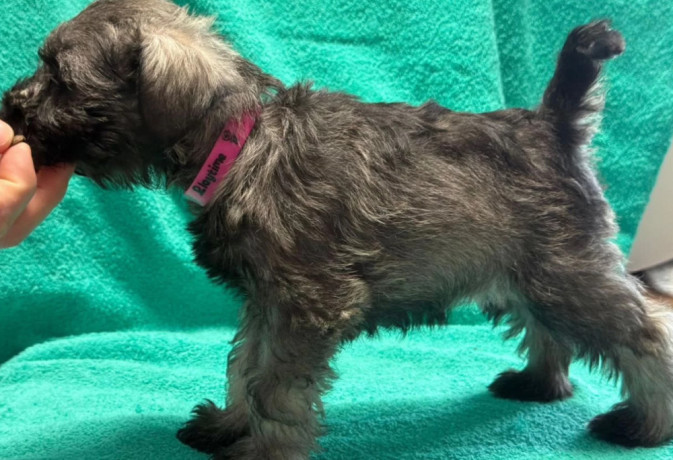 miniature-schnauzer-male-and-female-puppies-for-sale-in-california-ca-big-3