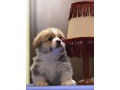 corgi-puppies-for-sale-in-michigan-mi-small-4