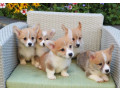 corgi-puppies-for-sale-in-michigan-mi-small-1