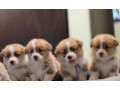 corgi-puppies-for-sale-in-michigan-mi-small-2