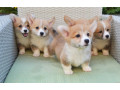 corgi-puppies-for-sale-in-michigan-mi-small-0