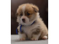 corgi-puppies-for-sale-in-michigan-mi-small-3