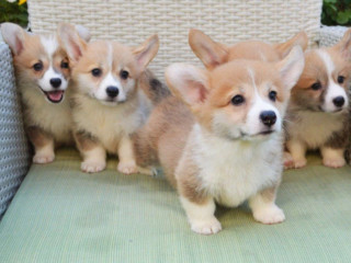 Corgi Puppies for Sale in Michigan (MI)