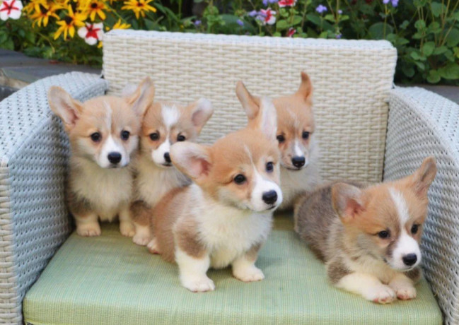 corgi-puppies-for-sale-in-michigan-mi-big-1