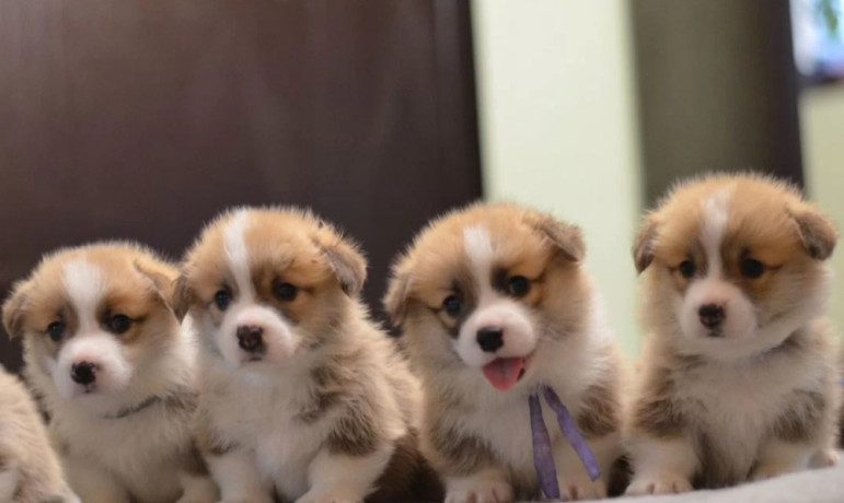 corgi-puppies-for-sale-in-michigan-mi-big-2