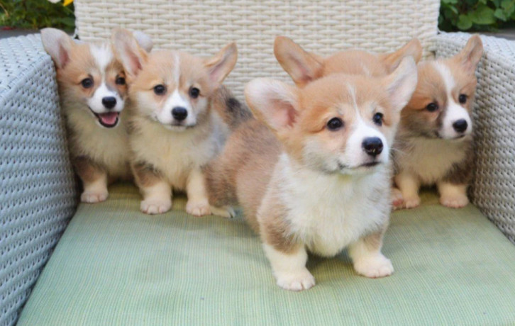 corgi-puppies-for-sale-in-michigan-mi-big-0