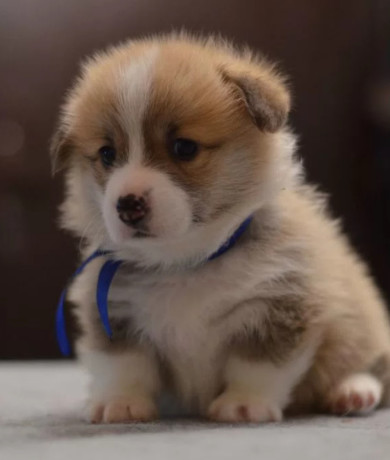 corgi-puppies-for-sale-in-michigan-mi-big-3