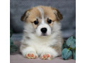 pembroke-corgi-female-puppy-looking-for-a-home-in-new-york-ny-small-1