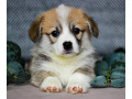 pembroke-corgi-female-puppy-looking-for-a-home-in-new-york-ny-small-5