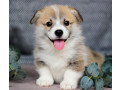 pembroke-corgi-female-puppy-looking-for-a-home-in-new-york-ny-small-0