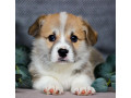 pembroke-corgi-female-puppy-looking-for-a-home-in-new-york-ny-small-3