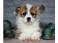 pembroke-corgi-female-puppy-looking-for-a-home-in-new-york-ny-small-2