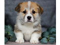 pembroke-corgi-female-puppy-looking-for-a-home-in-new-york-ny-small-6