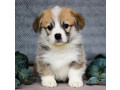 pembroke-corgi-female-puppy-looking-for-a-home-in-new-york-ny-small-4