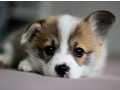 pembroke-corgi-female-puppy-looking-for-a-home-in-new-york-ny-small-7